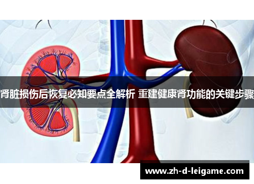 肾脏损伤后恢复必知要点全解析 重建健康肾功能的关键步骤